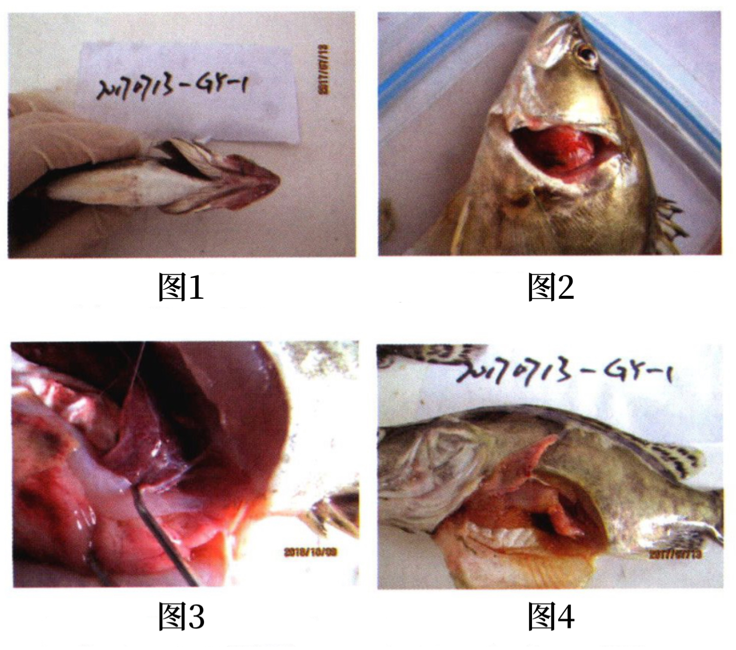 魚類傳染性脾腎壞死病