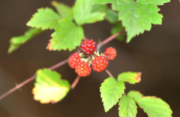 紅泡刺藤(灰毛果莓)