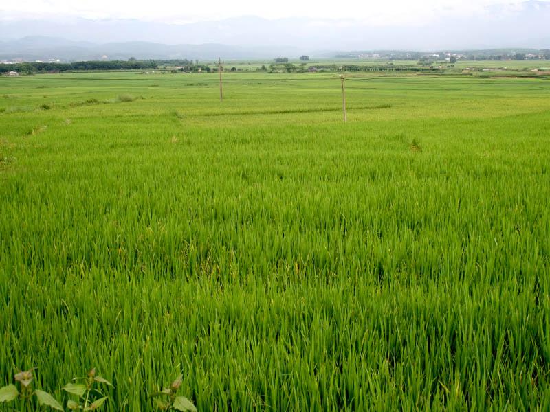 曼勒村-水田