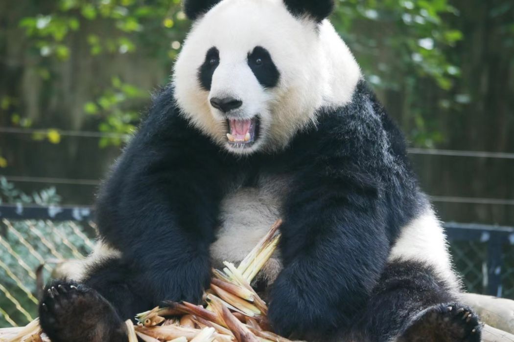 大熊貓囡囡