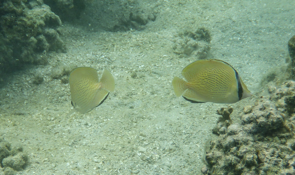 胡麻斑蝴蝶魚