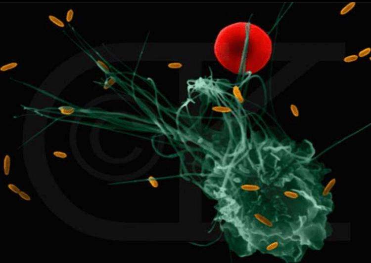 單核巨噬細胞