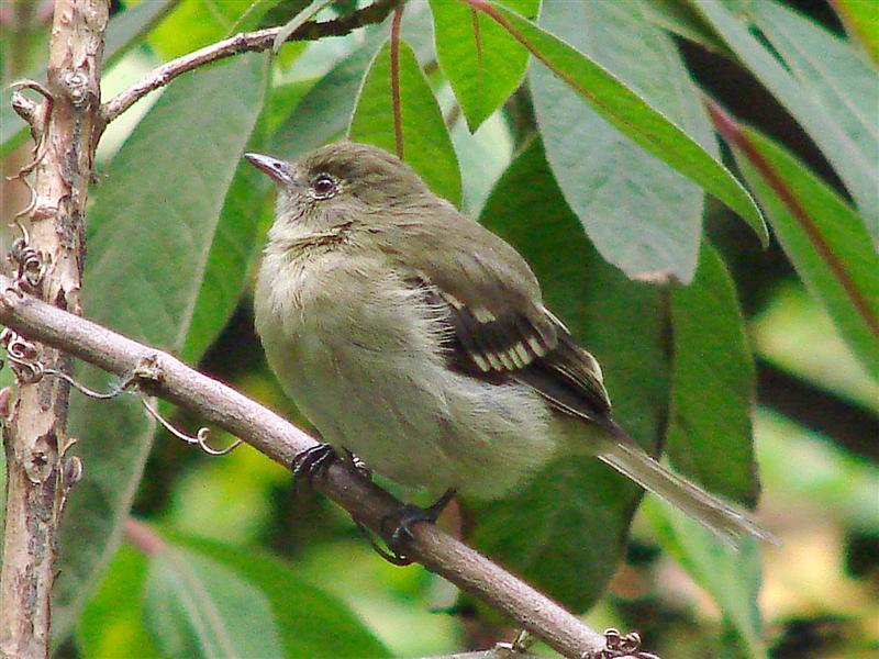 山擬霸鶲