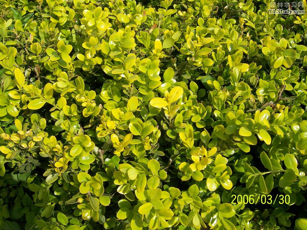 園林植物/養護