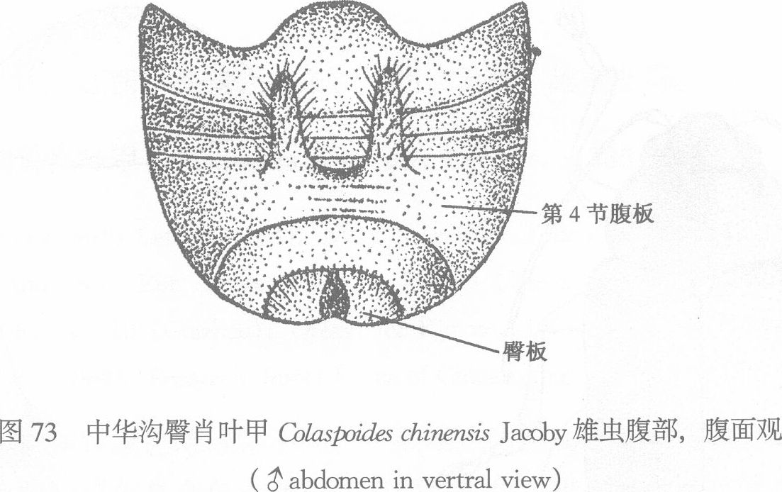 中華溝臀肖葉甲