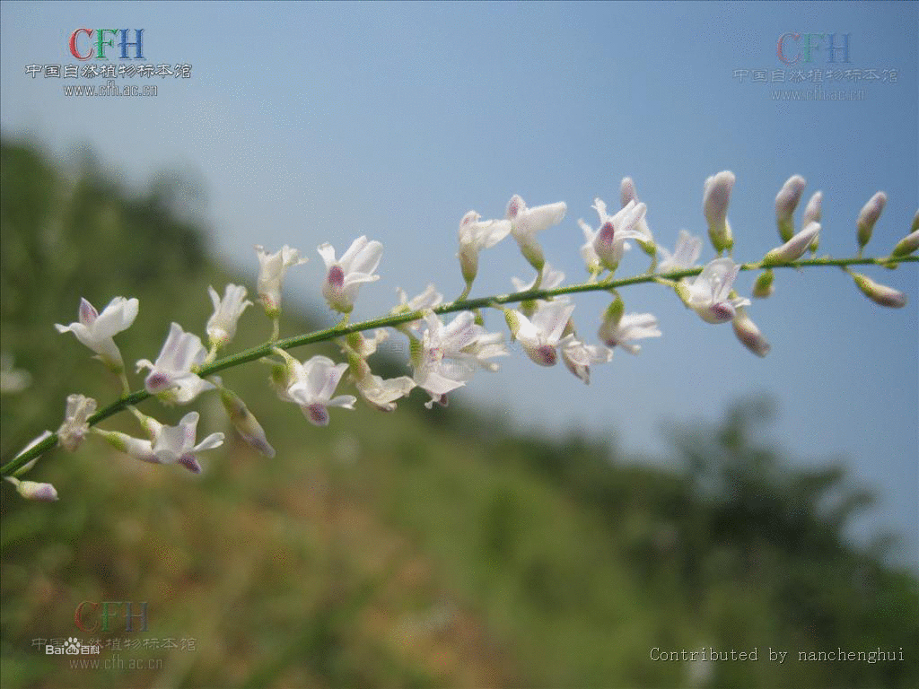 延生花耳大孢變種