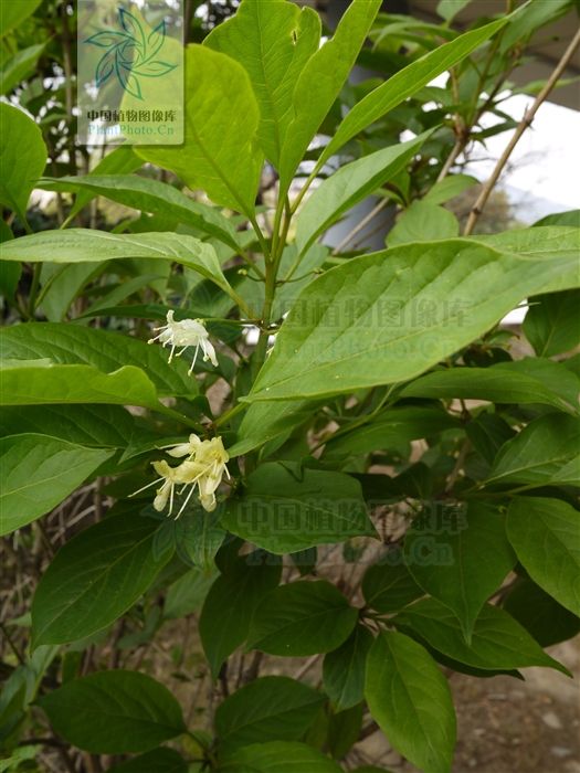 華西忍冬（原變種）