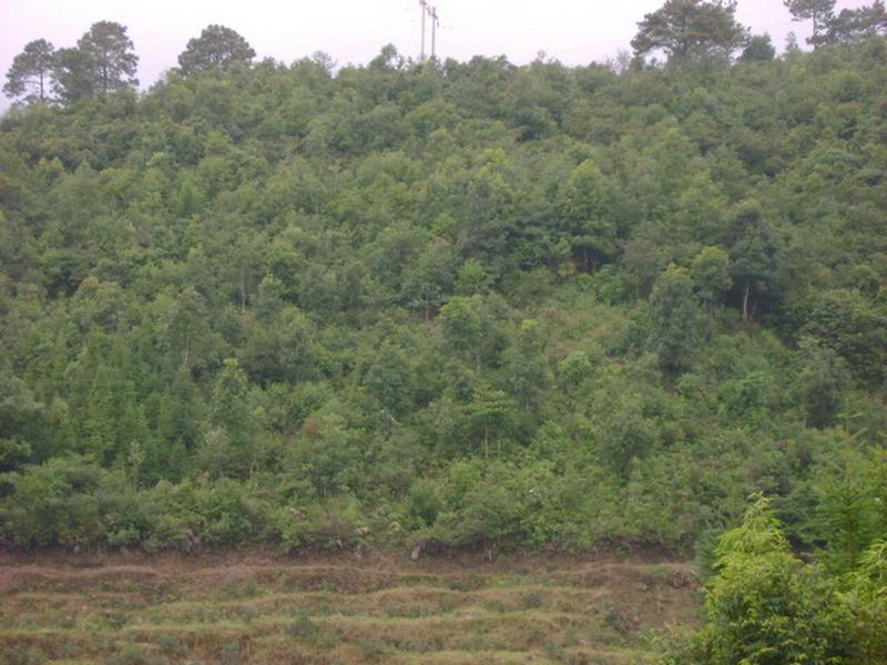 茶園自然村(雲南省臨翔區邦東鄉下轄村)