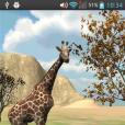 Africa Giraffe Real 3D