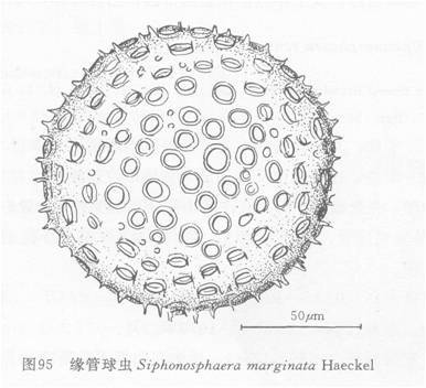 緣管球蟲