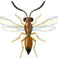 林棲單爪螯蜂