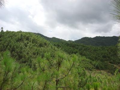 介雞場村生態山林