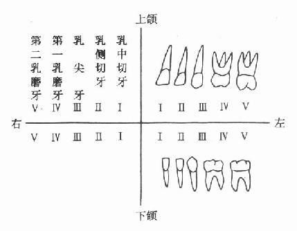 乳牙的名稱及排列