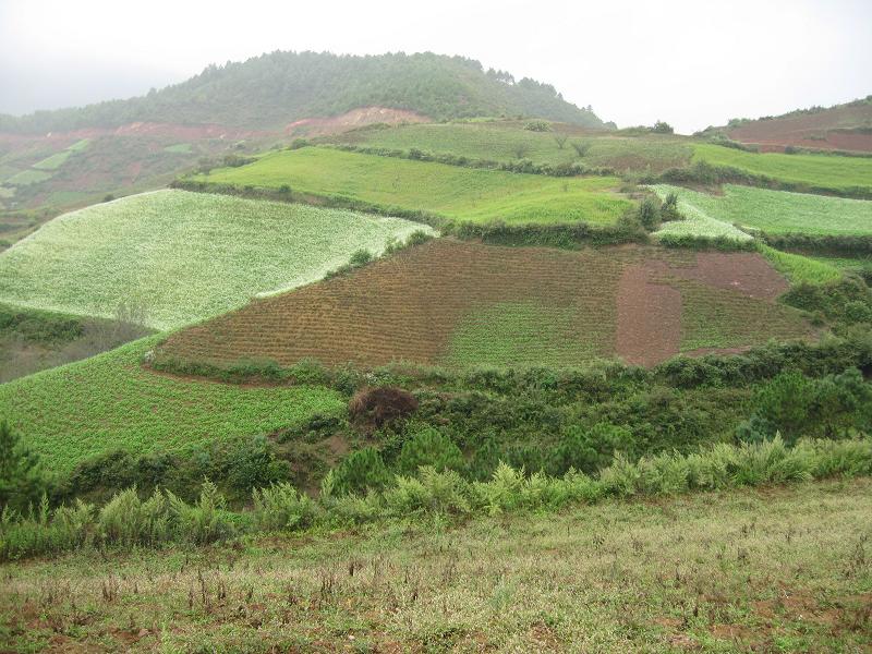 綠茵塘村