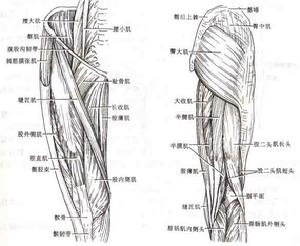 運動系統