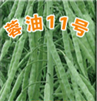 蓉油11號