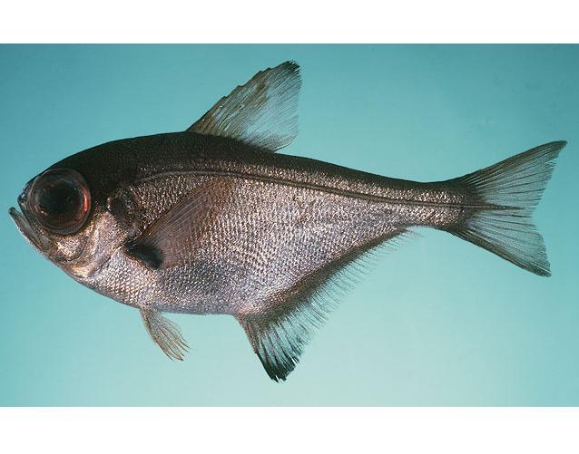 Pempheris adspersa