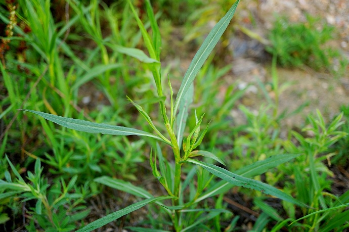 鑽葉紫菀