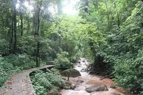 雲南太陽河國家森林公園