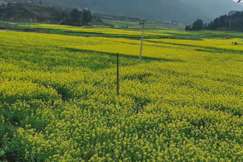 大補者村