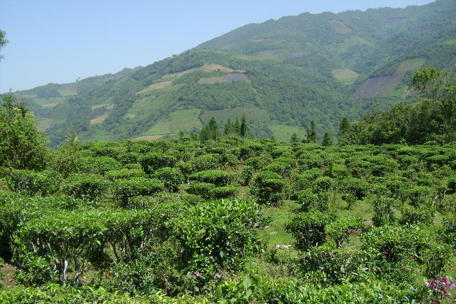 村中茶園