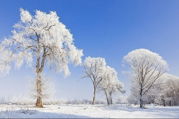 雪，醉了！