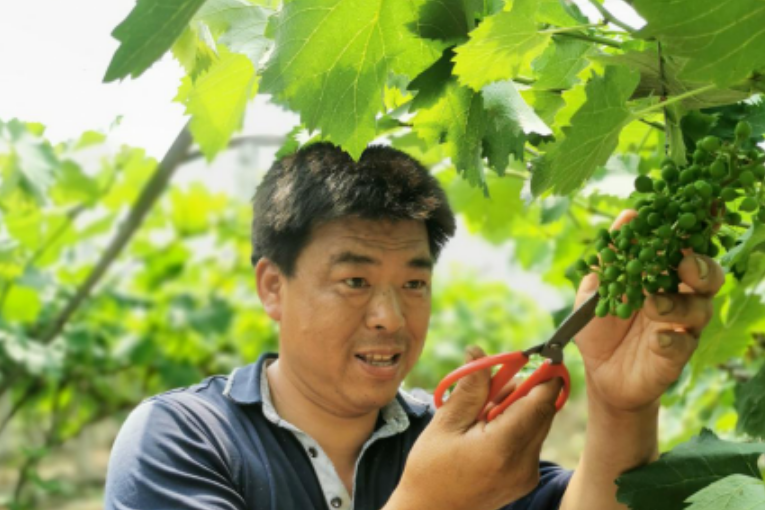 歐建平(葛仙山鎮巨龍雙畈葡萄種植專業合作社負責人)