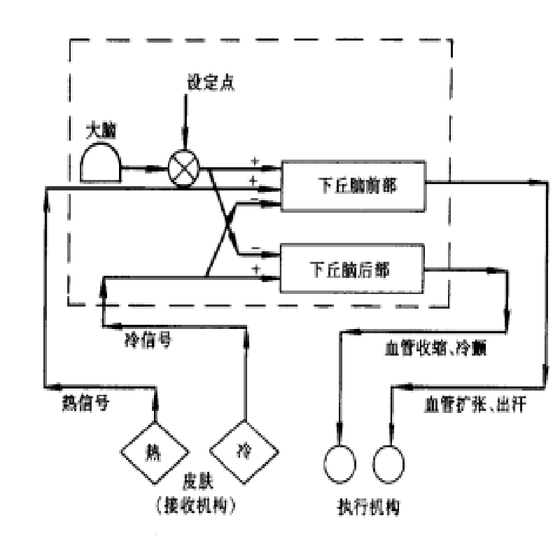 圖1 人體體溫調節系統簡圖