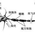 電磁效應復癱療法