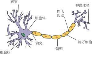 神經末梢(人體器官)