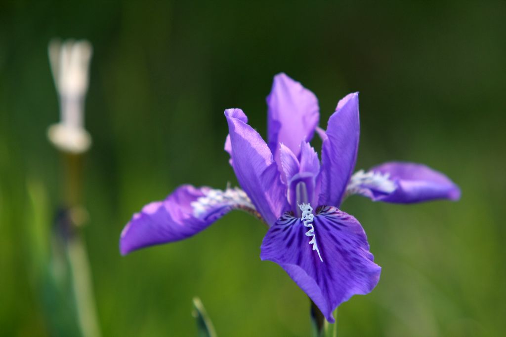 鳶尾花