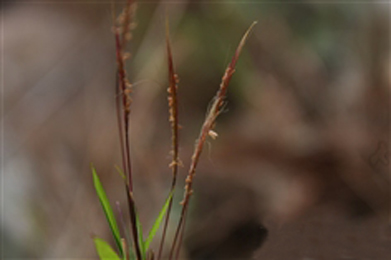 金須茅 Chrysopogon orientalis