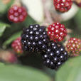 黑樹莓(喜陰懸鉤子)