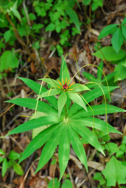 玄參(植物)