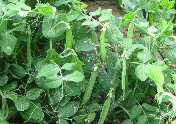 確良大菜豌9號