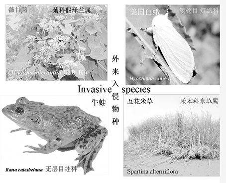 外來生物入侵