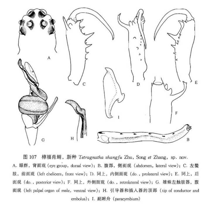 樟福肖蛸