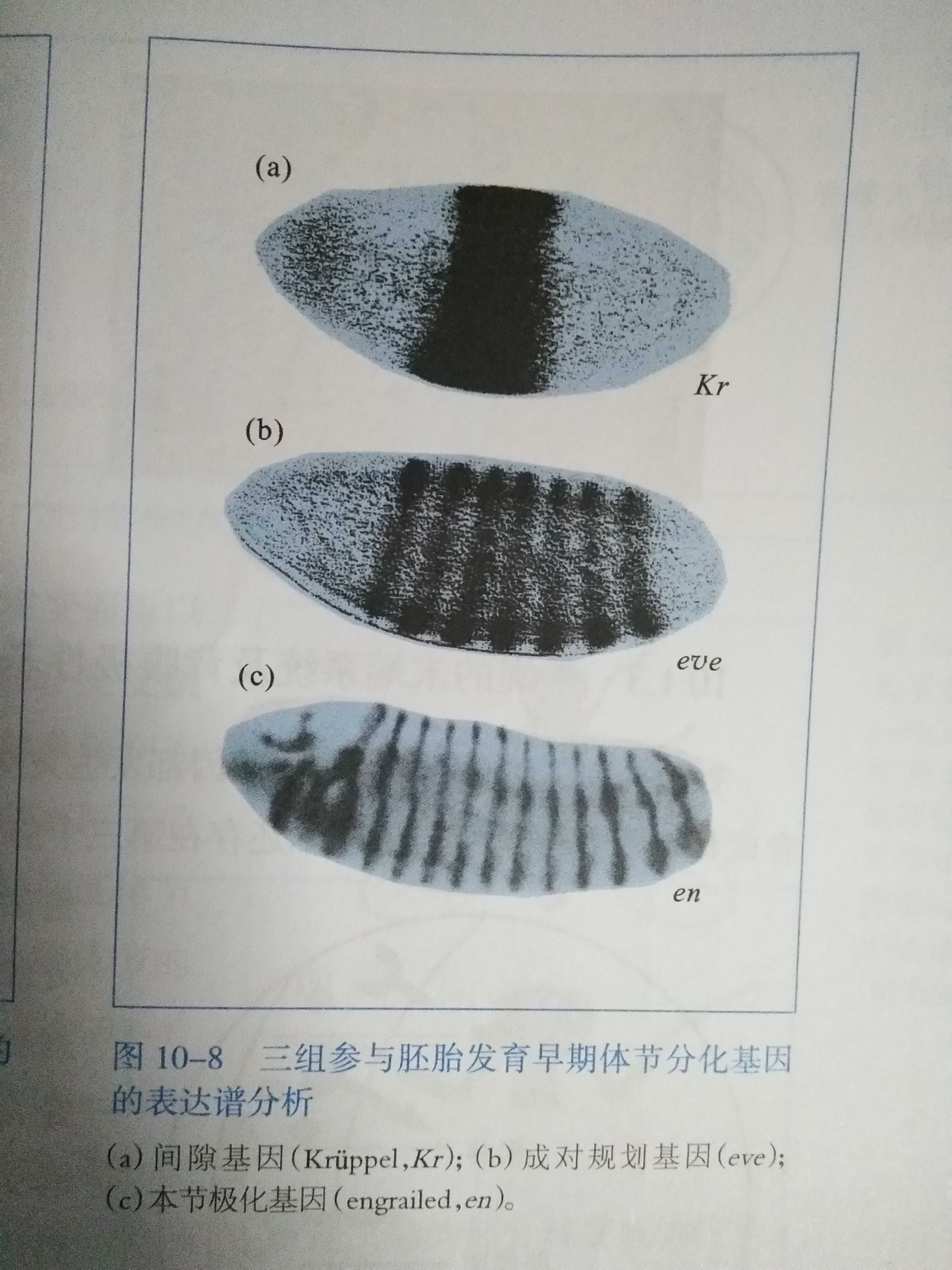 間隔基因