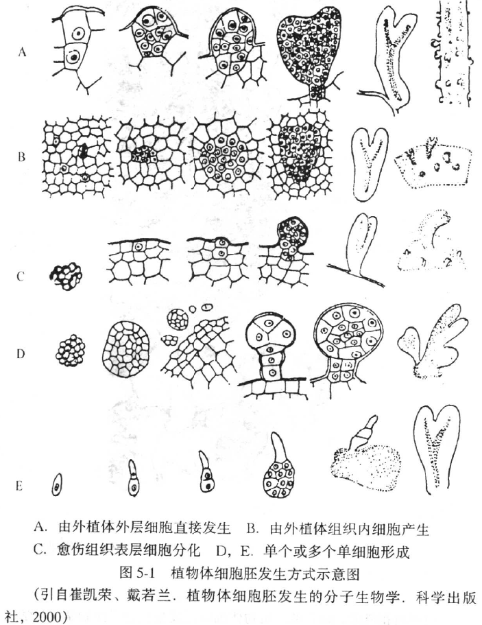 體細胞胚胎髮生