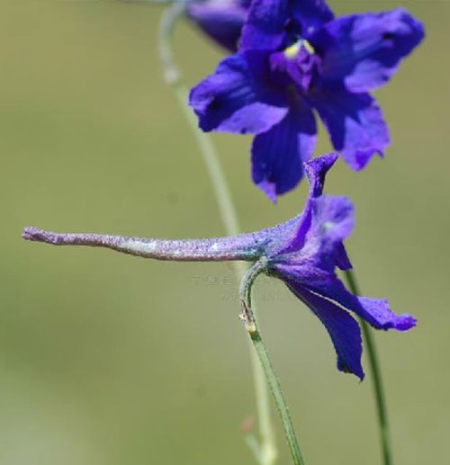 疏花翠雀花