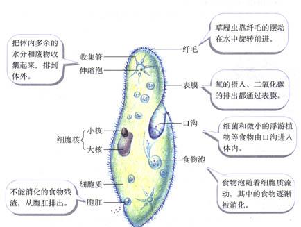 草履蟲