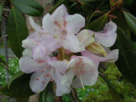 白花張口杜鵑（變型）