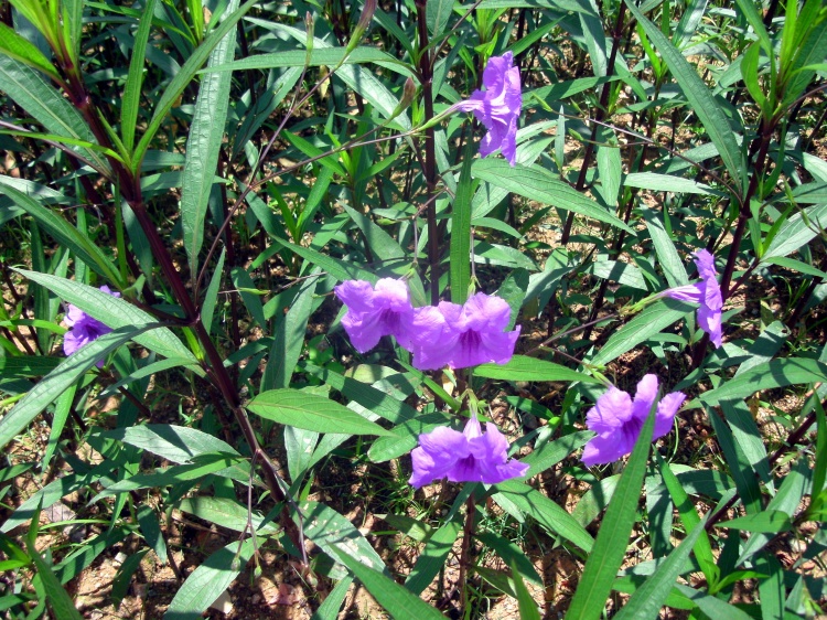 紫葉蘆莉草