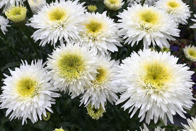 Leucanthemum × superbum \x27Fiona Coghill\x27