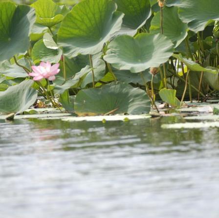 仙子湖(遼寧省瀋陽市仙子湖)