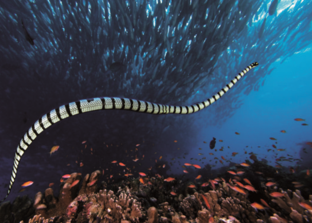 釣魚島海蛇