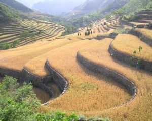 作品之二《中原梯田》