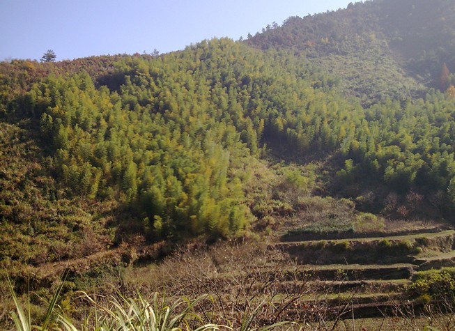 綠源村(浙江省杭州市建德市三都鎮下轄村)