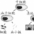 HLA血型系統