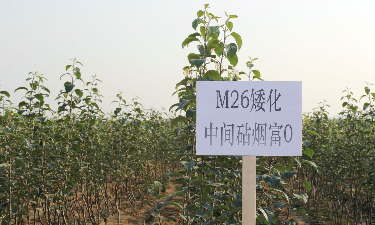 M26矮化中間砧煙富10（煙富0）育苗圃